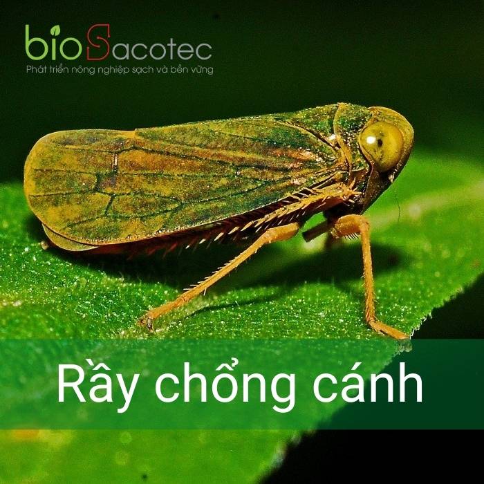 Rầy chống đẩy hút chích gây rụng lá trên cây bưởi