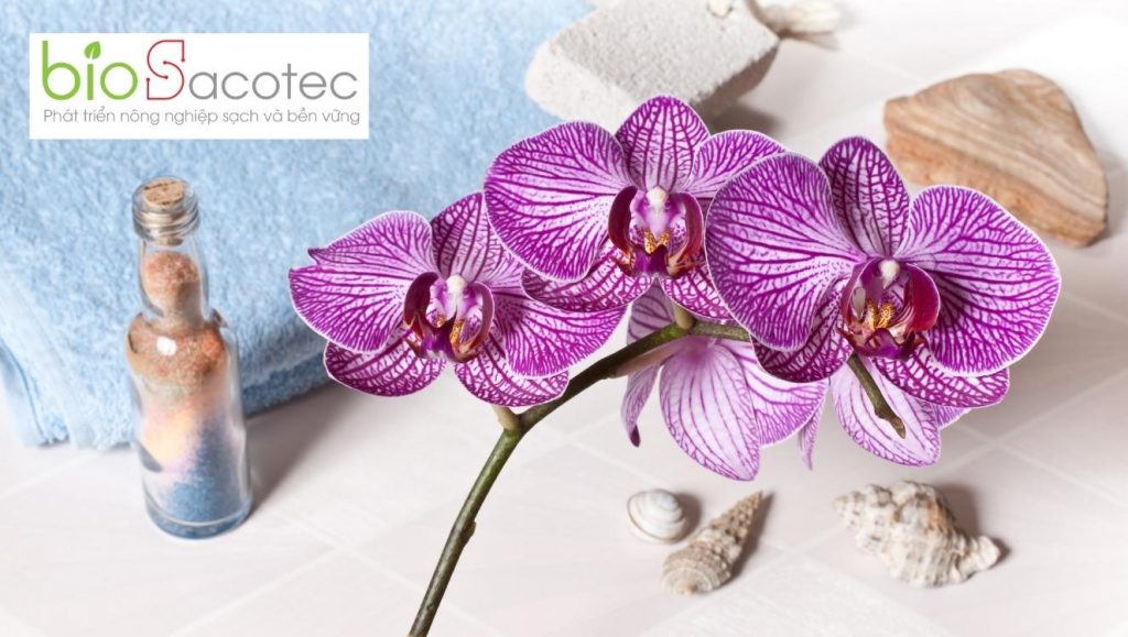 bệnh đốm lá trên phong lan