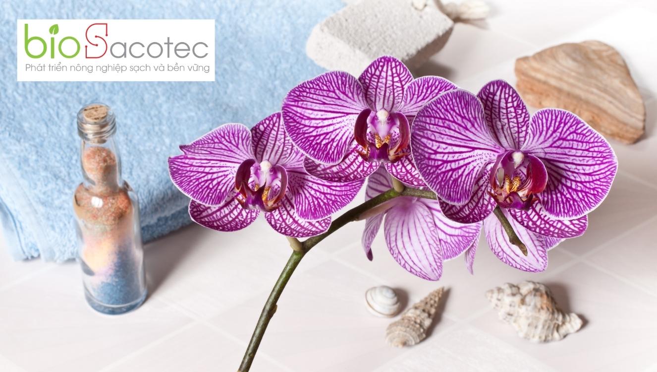 bệnh đốm lá trên phong lan