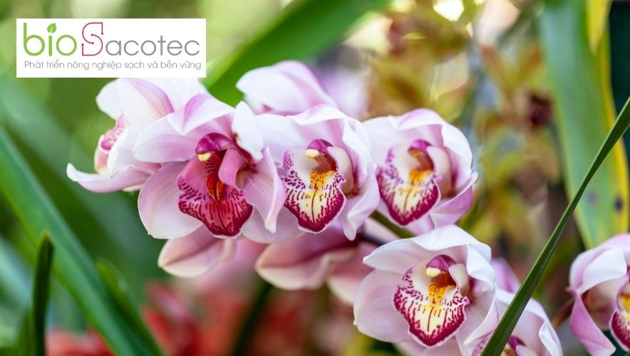 bệnh héo úa trên phong lan