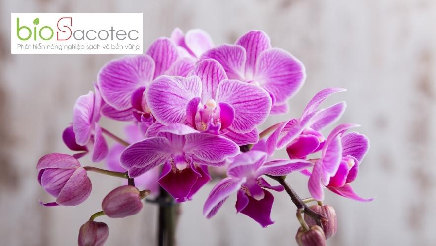 bệnh thán thư trên phong lan