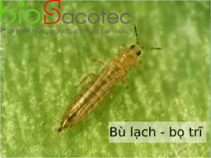 bù lạch bọ trĩ