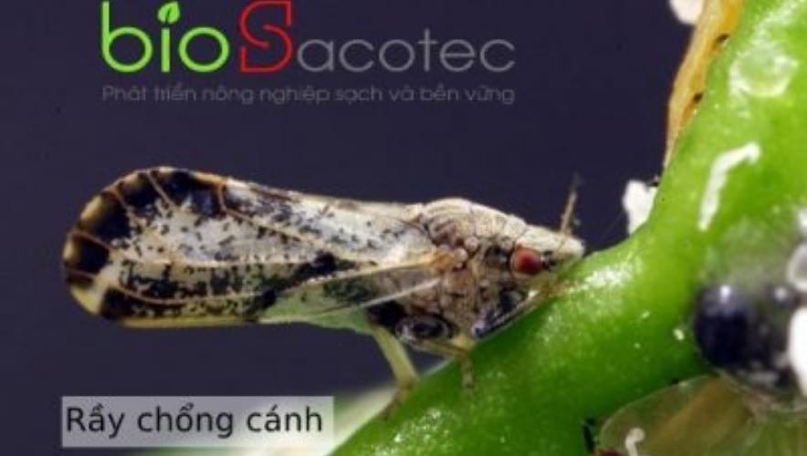 phòng chống sâu bệnh ở cây bưởi