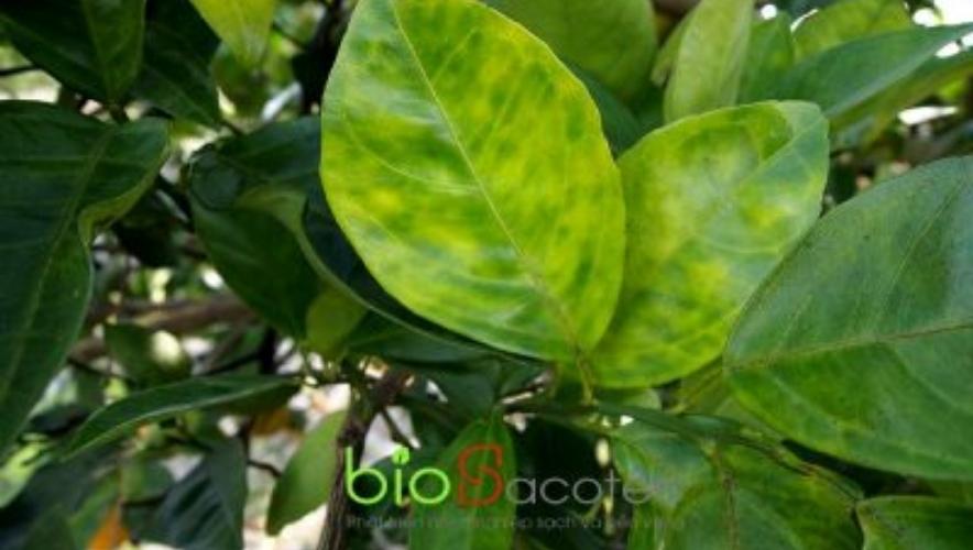 phòng trừ sâu bệnh trên cây bưởi