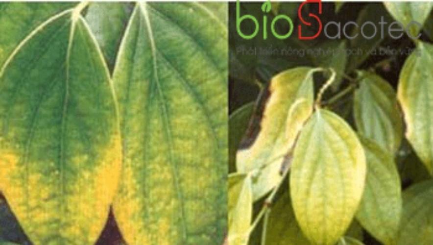 Bệnh chết chậm trên cây tiêu