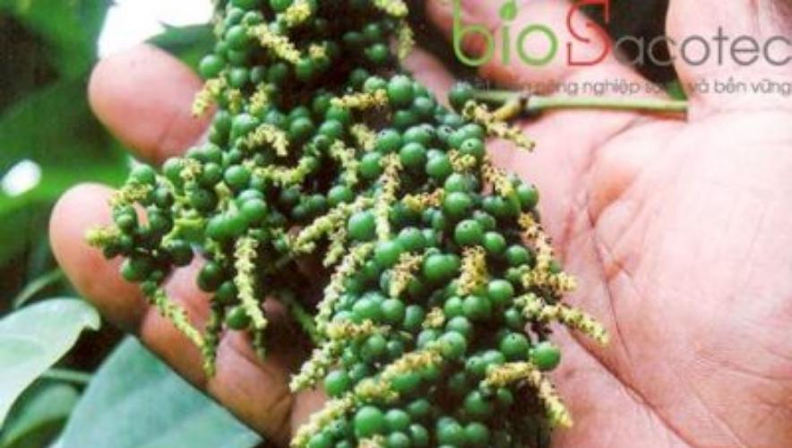 Các loại hồ tiêu