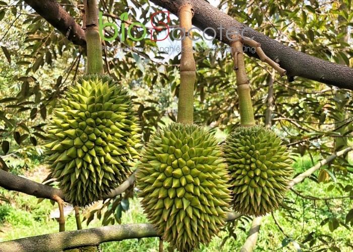Kỹ thuật tỉa trái sầu riêng