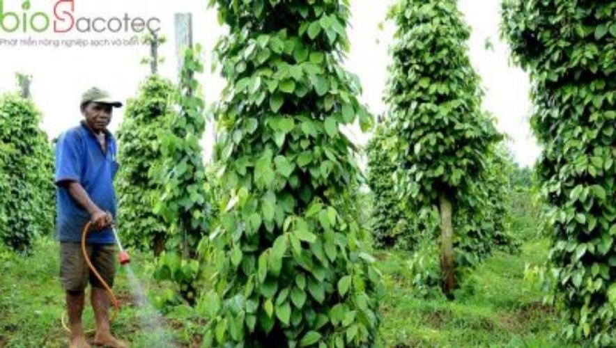 Kỹ thuật trồng tiêu