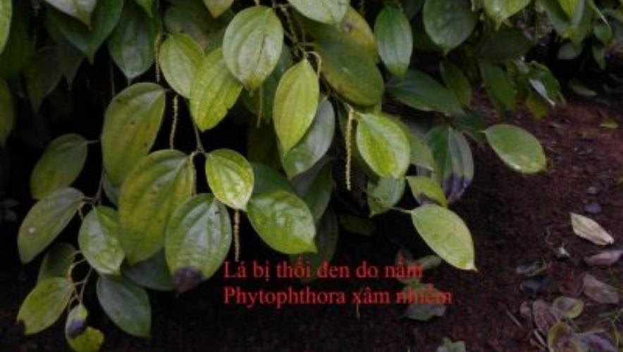 Một số bệnh trên hồ tiêu