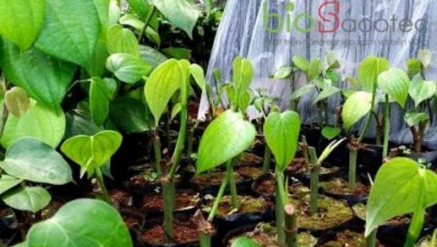 Nhân giống hồ tiêu