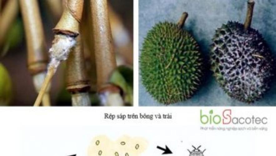 Phòng ngừa bệnh rệp sám