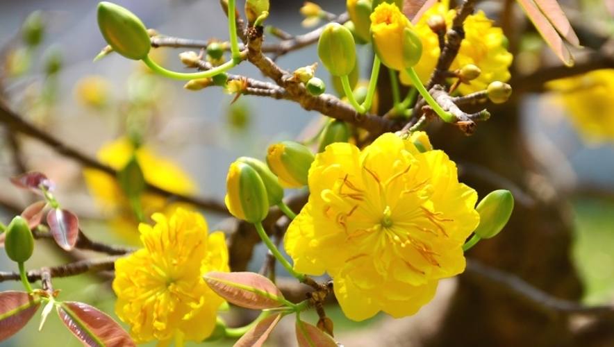 Phòng ngừa một số bệnh thường gặp trên mai vàng hiệu quả