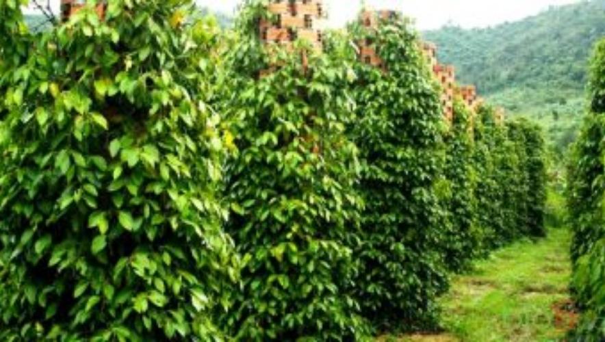 Quy trinh trồng và canh tác cây hồ tiêu