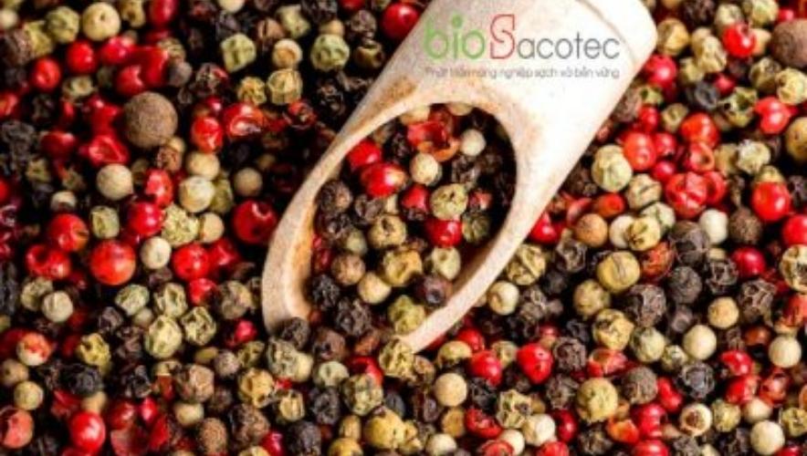 Thu hoạch hồ tiêu