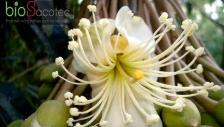 Tỉa hoa sầu riêng