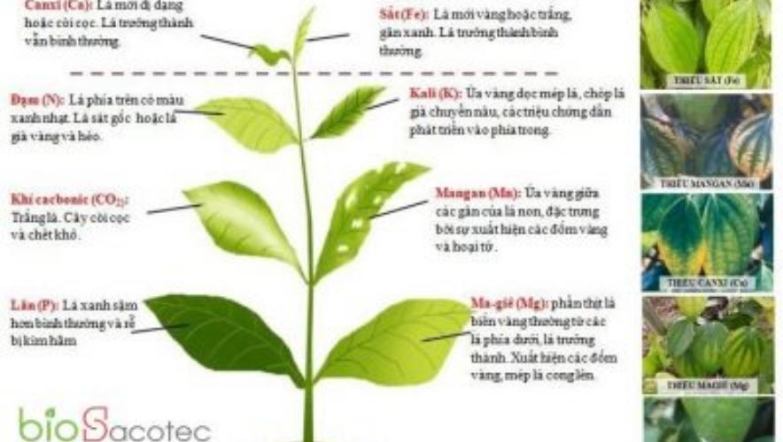 Tiêu thiếu dinh dưỡng