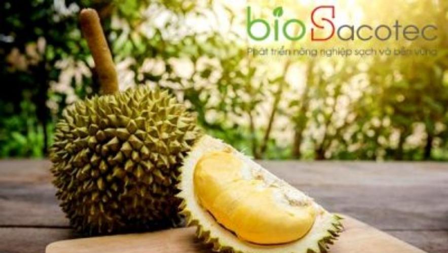 Trồng sầu riêng