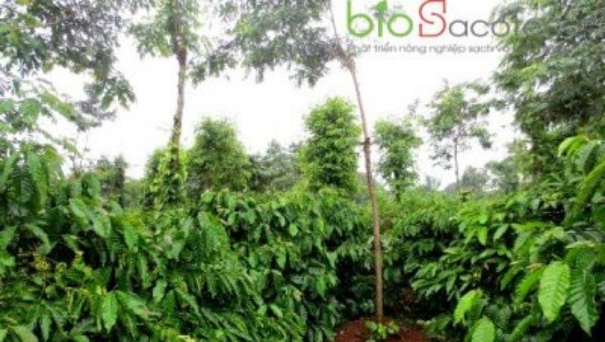 Trồng xen hồ tiêu trong vườn cà phê