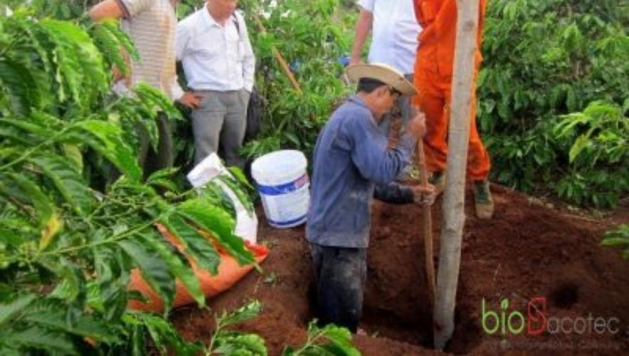 Trụ cây hồ tiêu