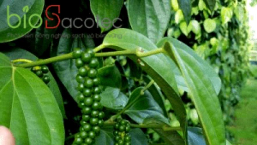 Tưới nước cho tiêu