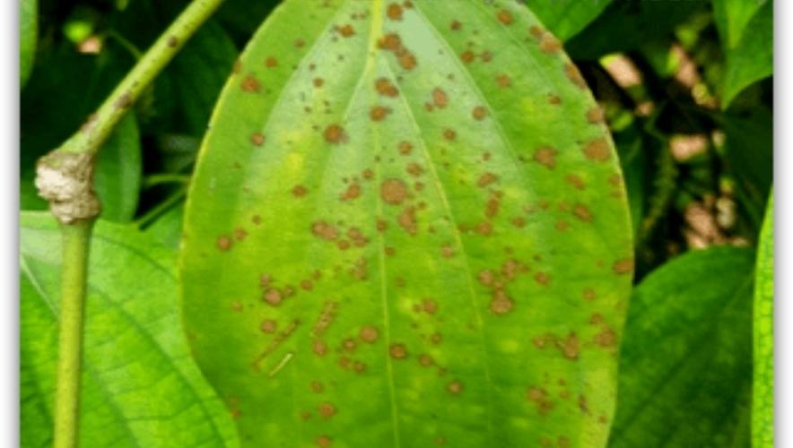 bệnh tảo đỏ trên cây tiêu