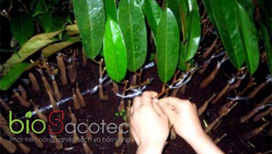 các loại bệnh trên sầu riêng con