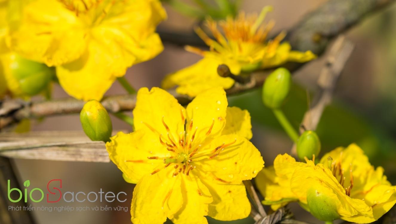 cách chăm sóc mai