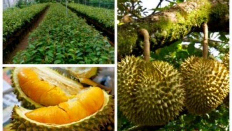 cách phân bón cây sầu riêng