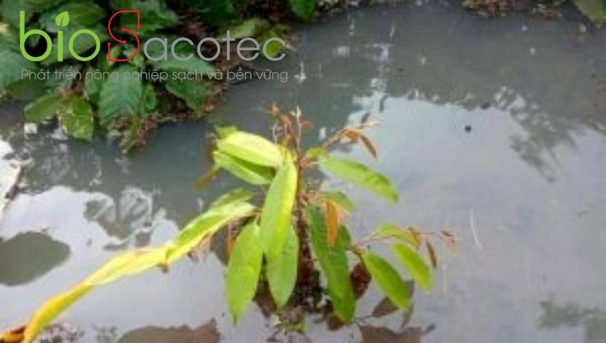 cây con bị ngập úng