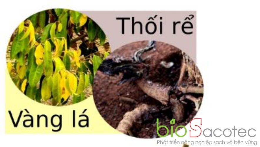chữa bệnh vàng lá thối rễ trên sầu riêng