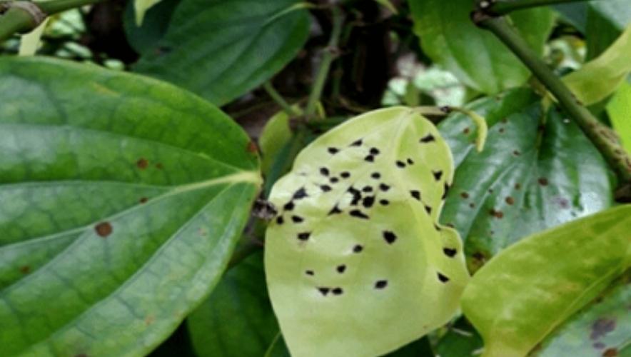 côn trung gây hại cây tiêu