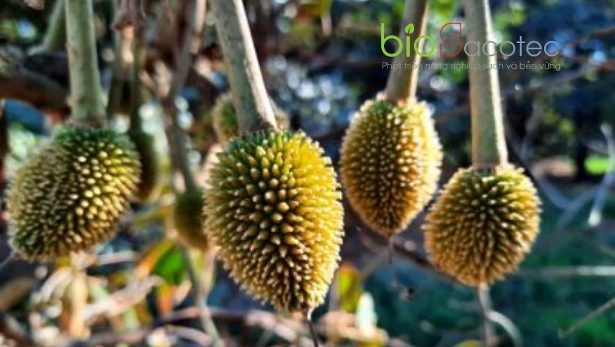 khăc phục sầu riêng vừa ra non vừa ra đọt