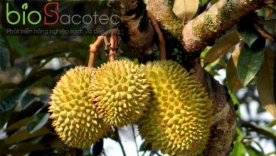 kỹ thuật chăm sóc sầu riêng