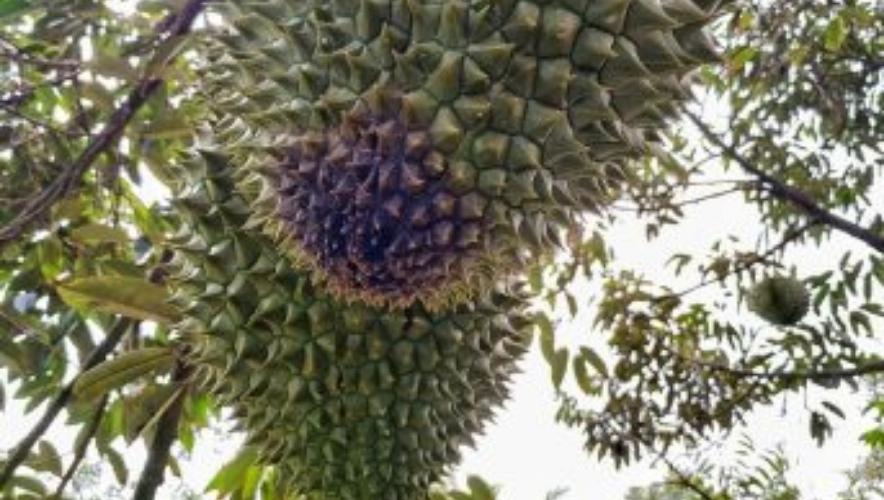 phòng trị bệnh nấm trái