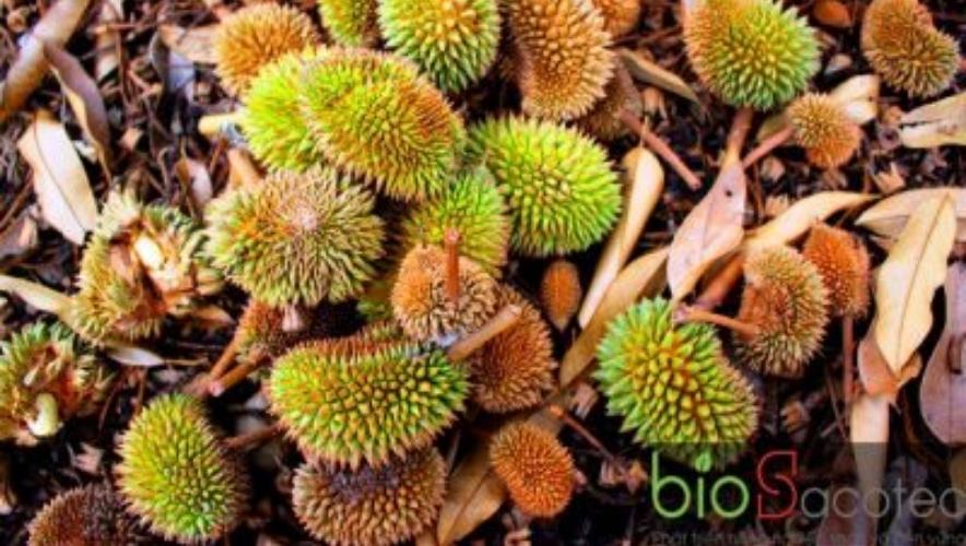 rụng bông và trái sầu riêng