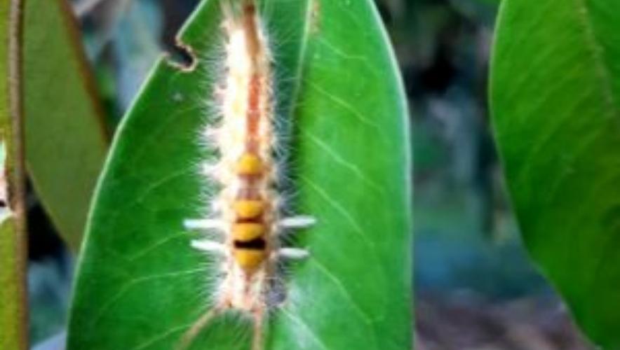 sâu ăn lá sầu riêng