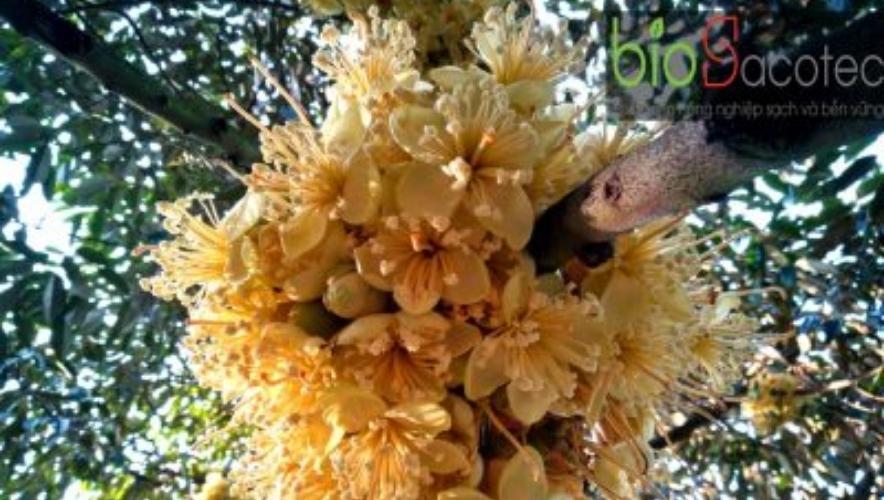 sầu riêng ra hoa