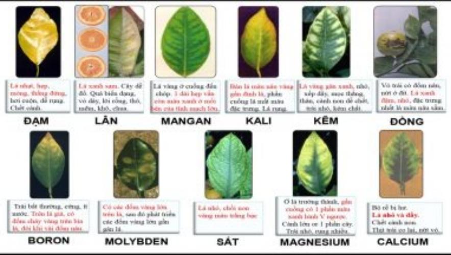 triệu chứng thiếu chất dinh dưỡng trên cây trồng