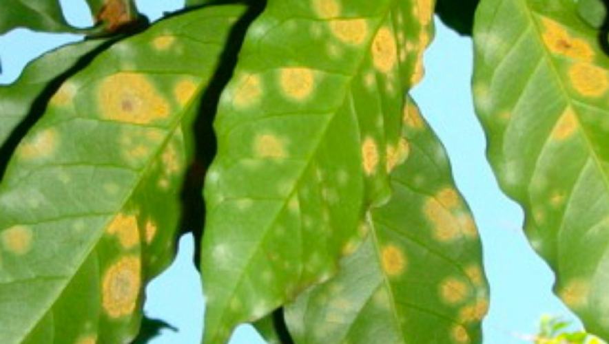 Bệnh gỉ sắt trên cây cà phê