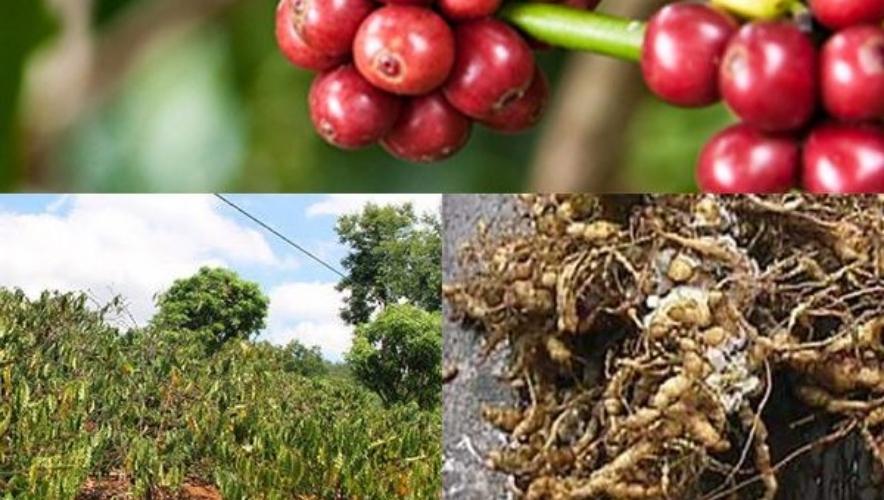 Bệnh thối rễ trên cây cà phê