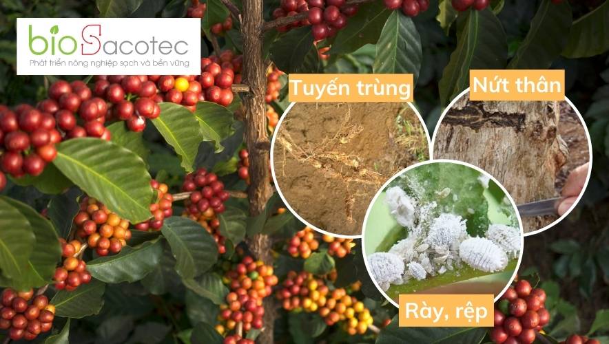 Biểu hiện bệnh trên cây cà phê