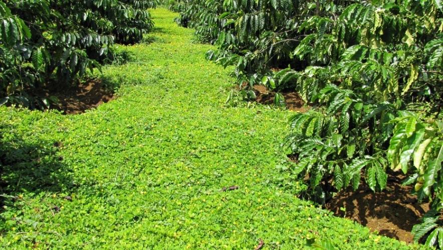 Chăm sóc cây cà phê năm 2