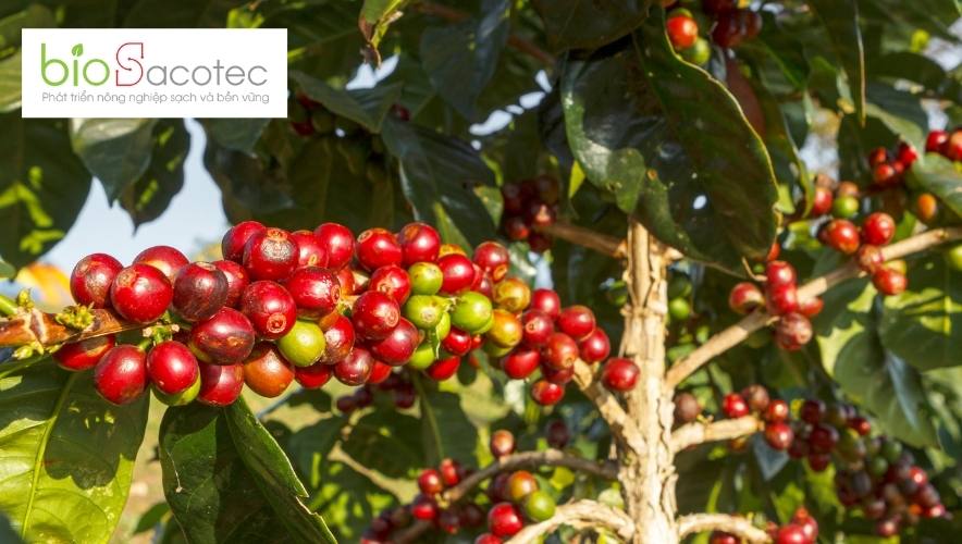 Cung cấp đầy đủ nhu cầu dinh dưỡng sẽ giúp cây cà phê tăng trưởng mạnh