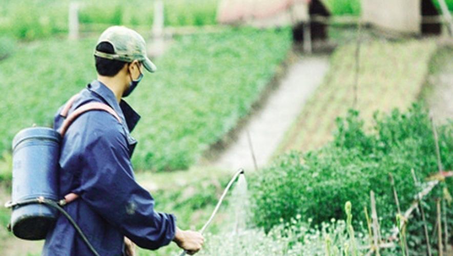 Dùng thuốc bảo vệ thực vật an toàn