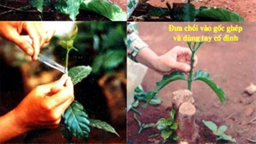 Kỹ thuật ghép cây cà phê
