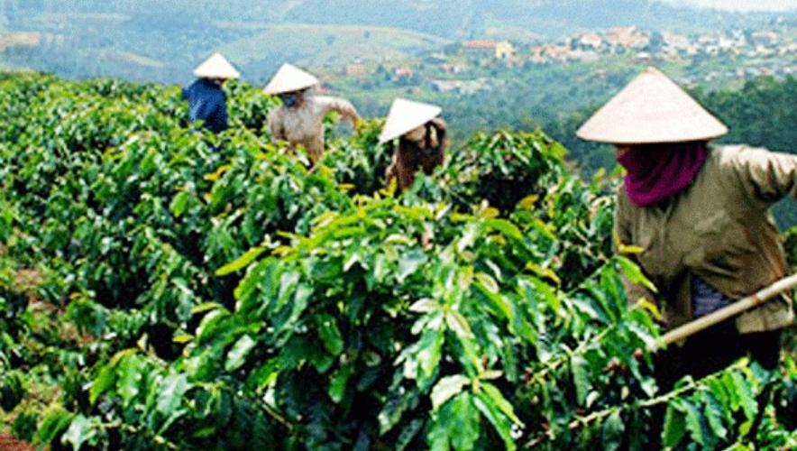 Kỹ thuật trồng cà phê