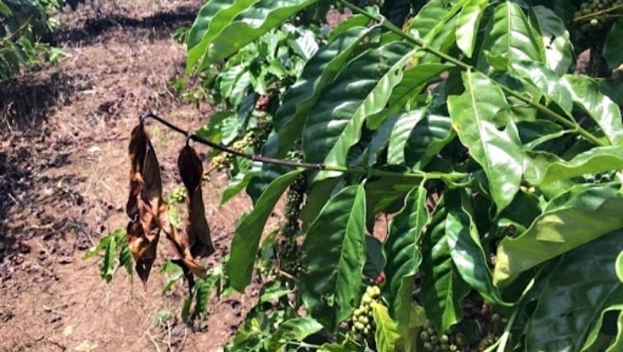 Mọt đục cành cà phê