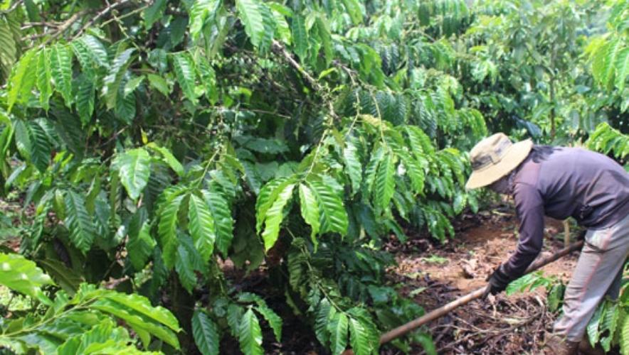 Phân bón cho cây cà phê