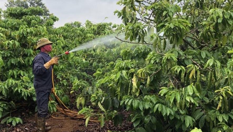 Phòng trừ bệnh trên cây cà phê