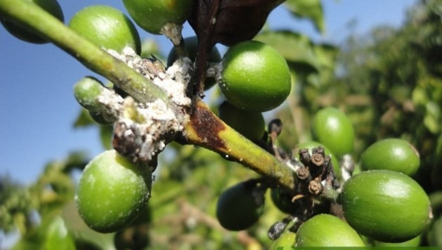 Rệp sám trên cây cà phê
